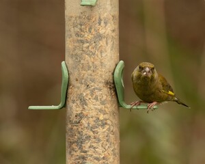 Close-up view of a European Greenfinch perching on the plastic attached to the column