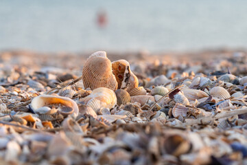Summer beach background-Sea shells in the sand on the background of the sea. Shells close-up on the seashore. Summer holidays