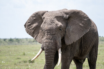 Obraz premium KENYA - HUMAN INTEREST - NAIBOSHO CONSERVATORY PARK