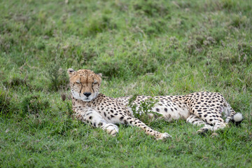KENYA - HUMAN INTEREST - NAIBOSHO CONSERVATORY PARK