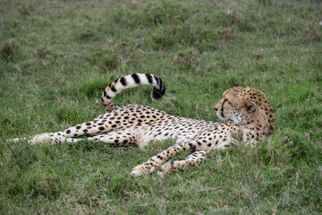 KENYA - HUMAN INTEREST - NAIBOSHO CONSERVATORY PARK