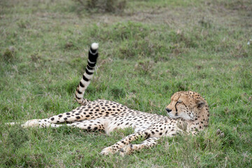 KENYA - HUMAN INTEREST - NAIBOSHO CONSERVATORY PARK
