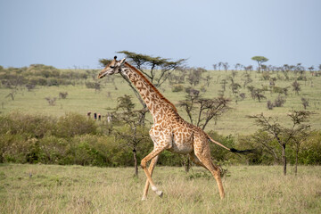 KENYA - HUMAN INTEREST - NAIBOSHO CONSERVATORY PARK