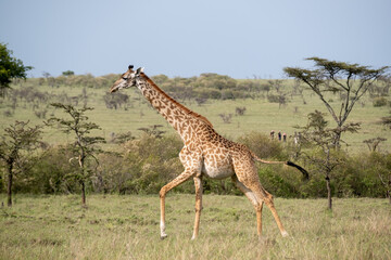 KENYA - HUMAN INTEREST - NAIBOSHO CONSERVATORY PARK