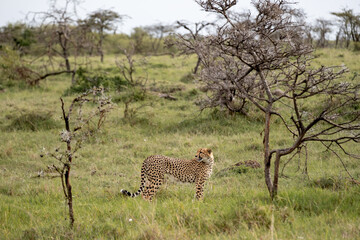 KENYA - HUMAN INTEREST - NAIBOSHO CONSERVATORY PARK