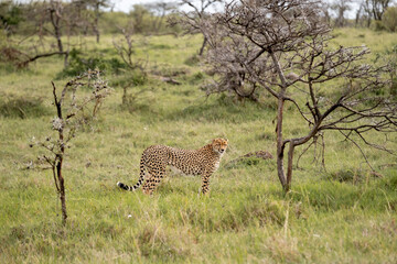 KENYA - HUMAN INTEREST - NAIBOSHO CONSERVATORY PARK
