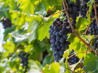 Close-up of bunches of ripe black grapes on a vine. Bunches of ripe black-and-blue grapes hang on a vine among the foliage