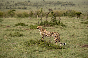 KENYA - HUMAN INTEREST - NAIBOSHO CONSERVATORY PARK