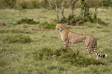 KENYA - HUMAN INTEREST - NAIBOSHO CONSERVATORY PARK