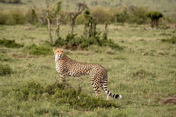 KENYA - HUMAN INTEREST - NAIBOSHO CONSERVATORY PARK