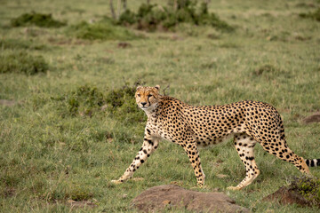 KENYA - HUMAN INTEREST - NAIBOSHO CONSERVATORY PARK