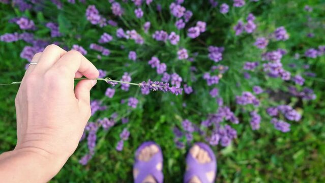Top view woman hand holding one lavander flower over blooming field. Aroma herbs. Connecting with nature concept.