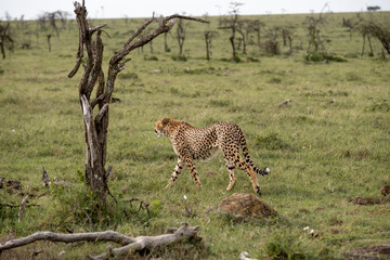 KENYA - HUMAN INTEREST - NAIBOSHO CONSERVATORY PARK