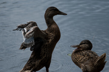 Two ducks with one flapping their wings