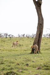 KENYA - HUMAN INTEREST - NAIBOSHO CONSERVATORY PARK