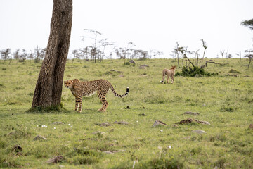 KENYA - HUMAN INTEREST - NAIBOSHO CONSERVATORY PARK