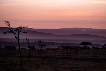 Fototapeta na wymiar KENYA - HUMAN INTEREST - NAIBOSHO CONSERVATORY PARK