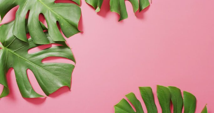Green monstera plant leaves on pink background with copy space