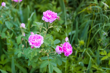 Pink roses. Beautiful garden flowers in flowering season.