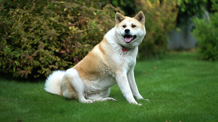 Akita inu sits on a green lawn and twists his head