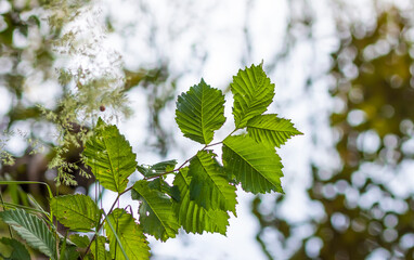 Summer nature details. Green grass and foliage in wet place near the wild lake in the forest.