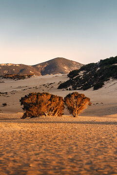 Büsche Bäume die an einem weiten Strand mit Bergen im Hintergrund vom warmen Licht des Sonnenuntergang angestrahlt werden