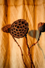 Natural dried lotus seed pods, real flower arrangement bouquet
