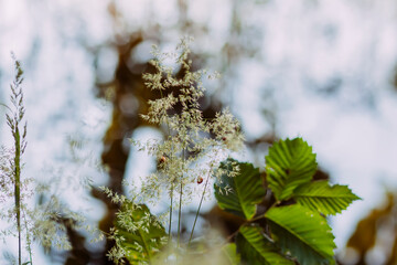 Summer nature details. Green grass and foliage in wet place near the wild lake in the forest.