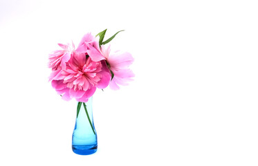 Paeonia flower close up