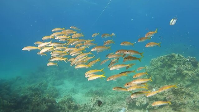 Gold-saddle goatfish swimming in a school in the clear blue ocean