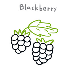 Blackberry. Vector outline illustration on white background.