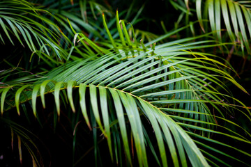 green palm leaves on a black background