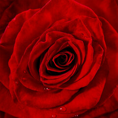 red rose close up