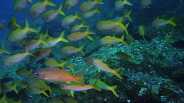 School of yellow bluestripe snapper fish in deep waters of Mozambique - Lutjanus kasmira