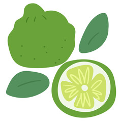 Bergamot. Hand drawn illustration on white background.