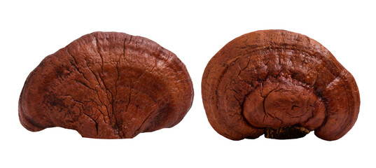Reishi or lingzhi Mushroom isolated on white background.