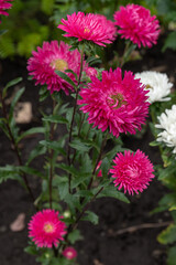 Blooming Aster Amellus, pink and white flowers in the garden, garden in autumn, flowers in the backyard. Closeup photo