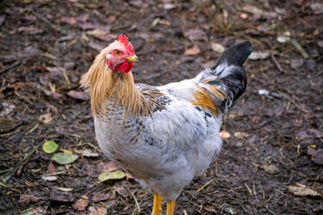 A young cockerel with colorful feathers walks on a farm in the village.