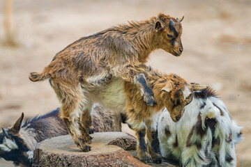 Playing little goats in the city zoo.