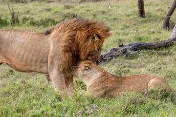 KENYA - HUMAN INTEREST - NAIBOSHO CONSERVATORY PARK