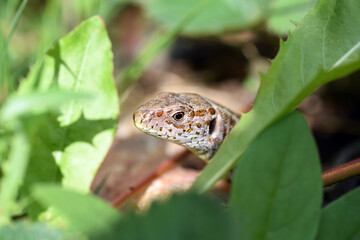 Sand lizard (Lacerta agilis) close up