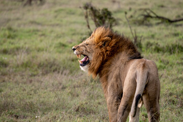 KENYA - HUMAN INTEREST - NAIBOSHO CONSERVATORY PARK