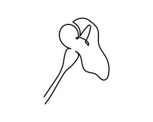 Linear Calla Flower, Lily Isolated Vector Silhouette Doodle, Vector illustration on white background