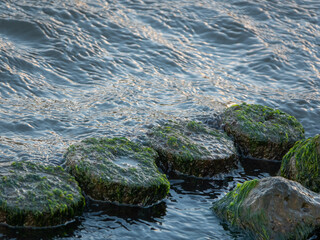 Algen-bewachsene Holzpfähle umspült von Wasser