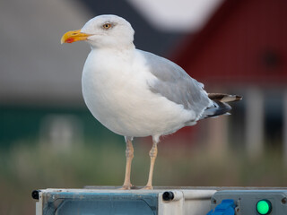 anmutige Silbermöwe