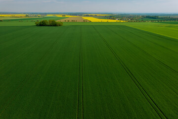 Panoramic top view of wheat field and rapeseed fields in the countryside.