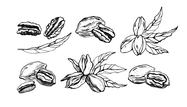 Set with pecan and leaves on a white background. Hand drawn vector illustration.