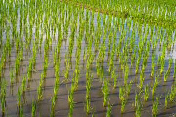 View of lush green paddy field is a flooded parcel of land for growing rice during the rice growing season.