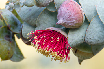 Close up of an Australian Mottlecah blossom