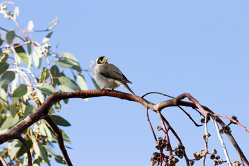 Australian noisy miner perched on a gum tree branch in the Winter sun facing left